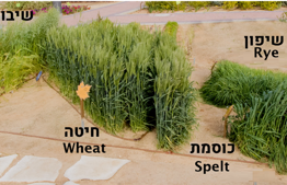 The Five Grains – Plants in the Garden of Mitzvot