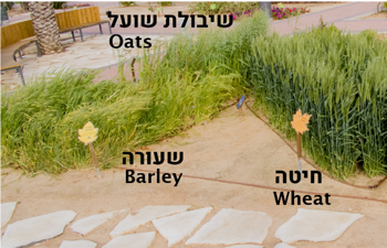 The Five Grains – Plants in the Garden of Mitzvot