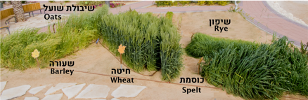 The Five Grains – Plants in the Garden of Mitzvot