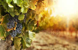 Imported Grape Juice