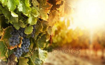 Imported Grape Juice