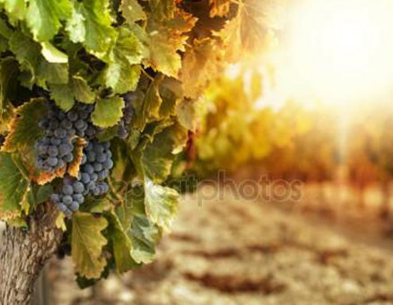 Imported Grape Juice