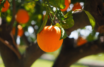 Mitzvot relevant to anyone with a garden in Israel