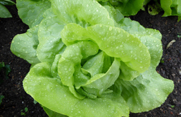 Pesach: Maror on Seder Night