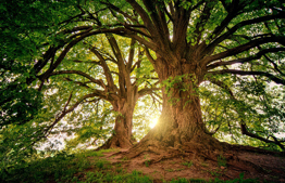 Parashat Tazria: Birkat Ha'ilanot, the Blessing for the Trees