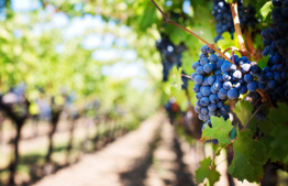 Separating terumot and ma'aserot from grapes in Mitzpe Ramon