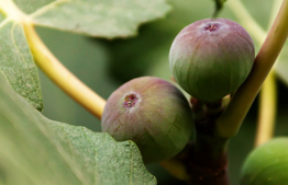 Eating figs in Israel: Guide for the Perplexed