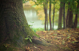 The influence of Israel's forests on the climate