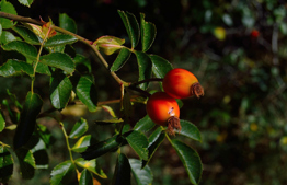 Orlah and goji berries