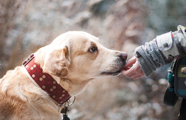 Pesach Guidelines for Feeding Animals