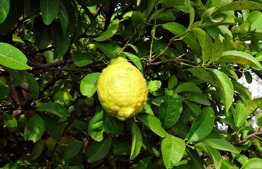 Planting a Yemenite etrog tree next to a lemon tree or an etrog tree of a different strain