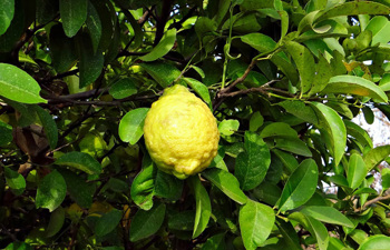 Planting a Yemenite etrog tree next to a lemon tree or an etrog tree of a different strain