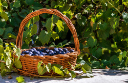 Payment at the end of a fruit picking tourism event