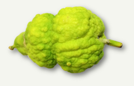 Sukkot: The Etrog's Pitom