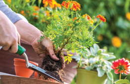 Professional guide: preparing ornamental gardens for the shemitah year