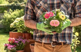 Caring for home gardens during the shemitah year