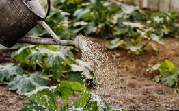 Brief guide on garden maintenance during shemitah
