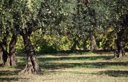 Planting olive trees before shemitah