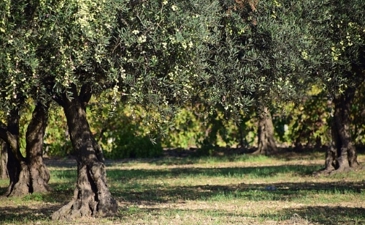 Planting olive trees before shemitah