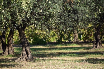 Planting olive trees before shemitah