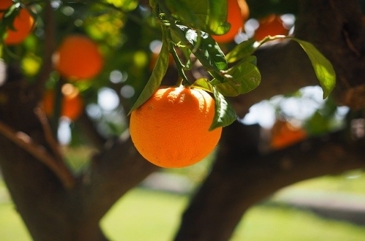 Laws relating to fruit ripening on trees beginning of winter of Shemitah