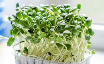 Growing microgreens - sprouts during shemitah
