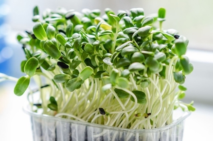 Growing microgreens - sprouts during shemitah