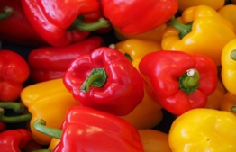 Israeli organic peppers in the United States during shemitah