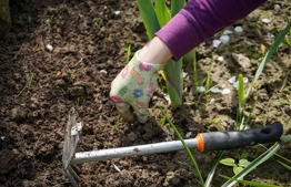 Planting during the Nine Days