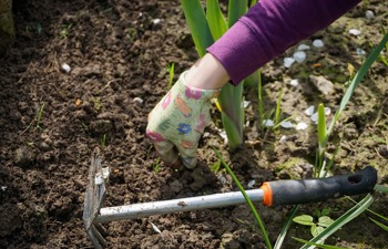 Planting during the Nine Days