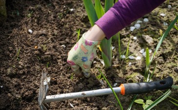 Planting during the Nine Days