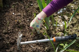 Planting during the Nine Days