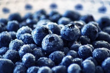 Blue Gold – Blueberries and Orlah