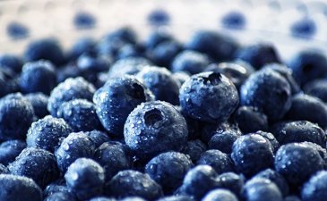 Blue Gold – Blueberries and Orlah