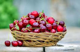 Cherry Picking at Kfar Etzion