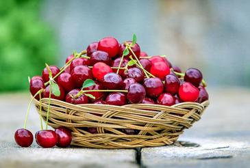 Cherry Picking at Kfar Etzion