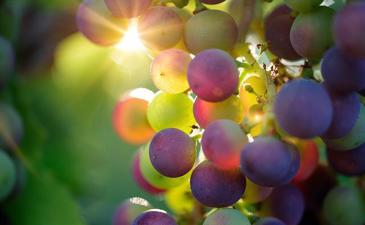 What is bi'ur of shemitah fruit?