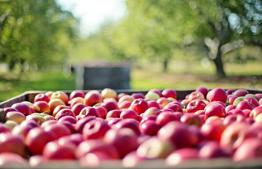 Shemitah Fruit in the market – Tammuz, and ordering online fruit from supermarkets