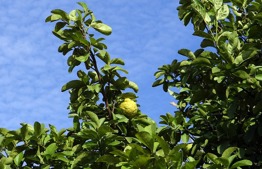 Holy Etrog Jam and Pesticide Traces