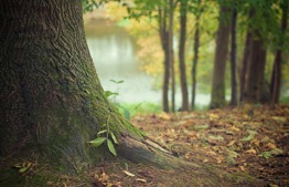 Trees that self-seeded during shemitah