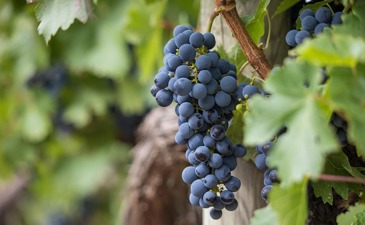 Laws of bi'ur for shemitah wine and grape juice in a nutshell