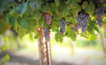 Working in Vineyards in Israel and Abroad – kilei HaKerem