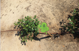 Khat – Plants in the Garden of Mitzvot