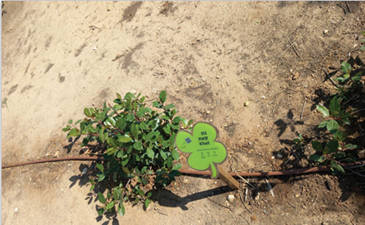 Khat - Plants in the Garden of Mitzvot