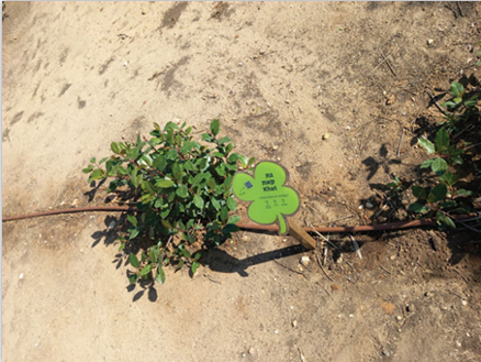 Khat - Plants in the Garden of Mitzvot