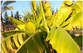 Banana - Plants in the Garden of Mitzvot