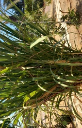 Sugarcane – Plants in the Garden of Mitzvot