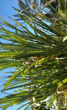 Sugarcane – Plants in the Garden of Mitzvot