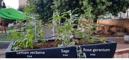 Flowerpot containing lemon verbena, sage, and rose geranium, all trees
