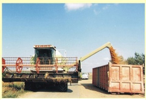 Miruach of wheat - putting wheat into the container after harvest